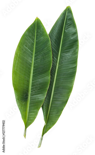 Banana Leaf Isolated on white background