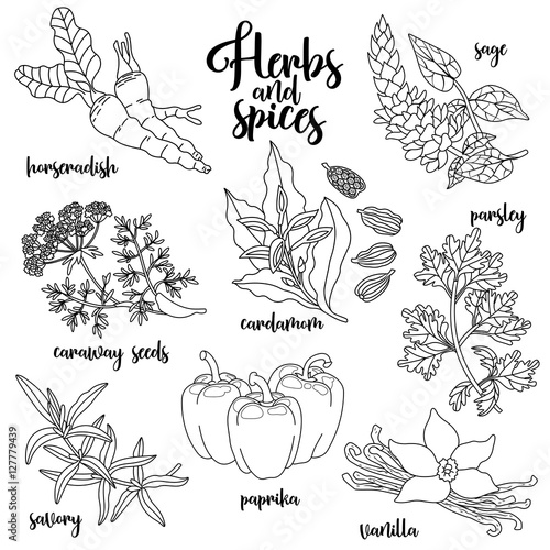 Spices and herbs vector set to prepare delicious healthy food. Contour botanical illustration on white background with horseradish, sage, caraway seeds, savory, cardamom, paprika, parsley, vanilla.