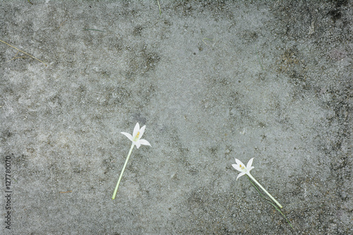 Indian cork flowers (Millingtonia hortensis) on concrete floor (selective focus), copy space photo