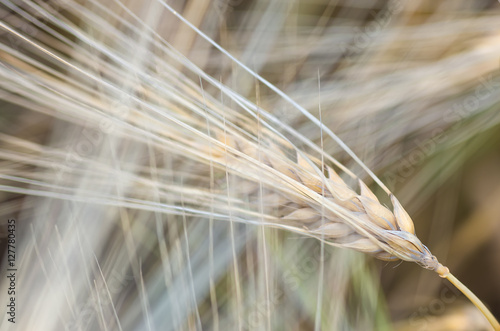 organic golden ripe ears of wheat in field