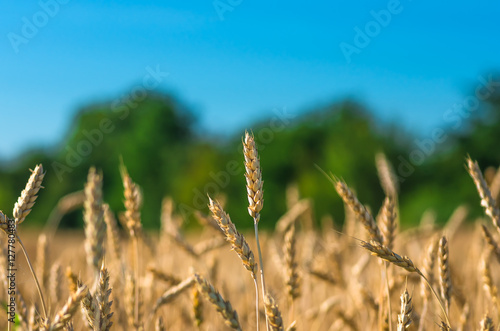 gold ears of wheat against the forest and blue sky