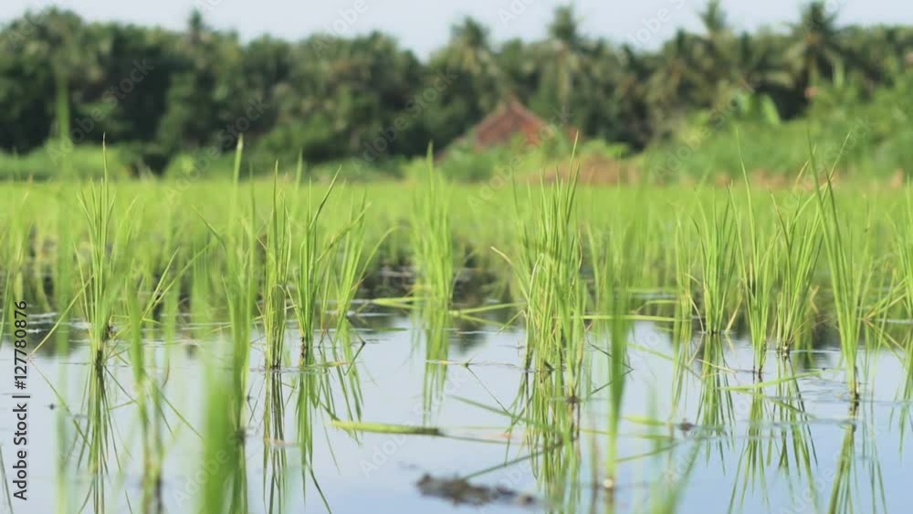 Pan shot of green rice seedlings by rows on irrigated paddy field. Beautiful nature background. Health Concept Pan shot of green rice seedlings by rows on irrigated paddy field. Beautiful nature background. Health Concept