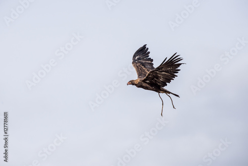 The eagle hunters hunting rabbit at ULGII, MONGOLIA