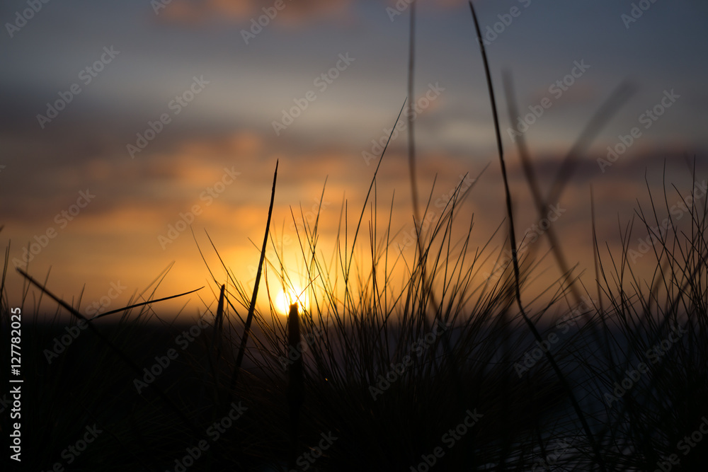 Sunset Background with Grass Silhouette 