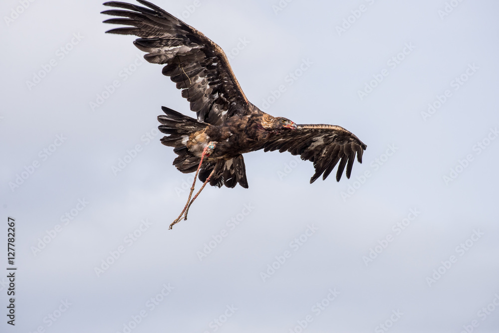 Fototapeta premium The eagle hunters hunting rabbit at ULGII, MONGOLIA