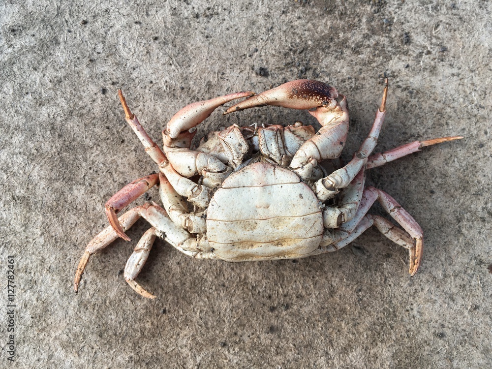 dead crab carcass on dry soil dead crab carcass on dry soil