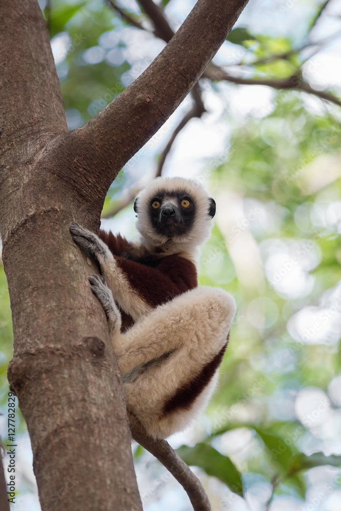 Obraz premium Lemur Coquerel's sifaka (Propithecus coquereli)