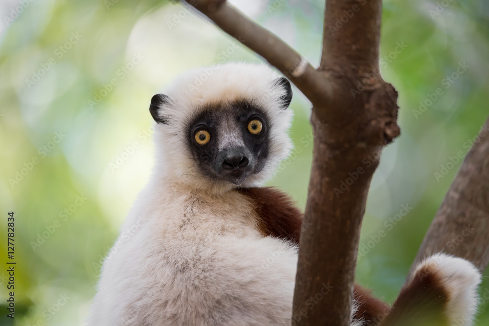 Fototapeta premium Lemur Coquerel's sifaka (Propithecus coquereli)