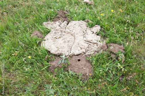 Trace after horned dung beetle, Copris lunaris beside cow dung photo