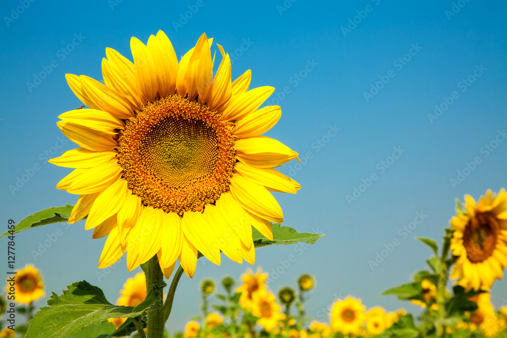 Sunflower