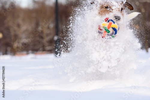 Dog making huge snow splashes running through drifts