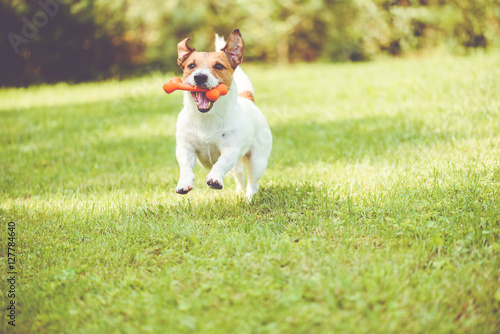 Fototapeta Naklejka Na Ścianę i Meble -  Cute dog playing with toy bone at sunny summer day