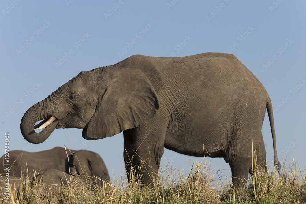 Obraz premium Elephants in Botswana, Africa