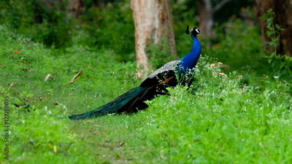 Fototapeta premium Peacock