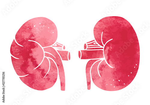 Human kidneys anatomy illustration, vector watercolor organs