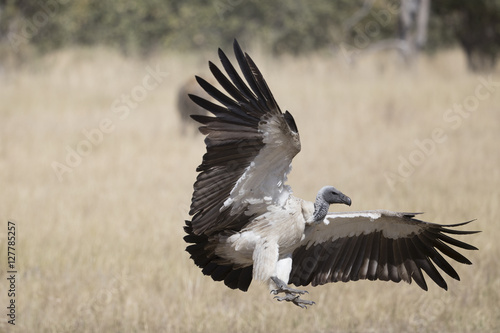 White Backed and hooded vultures in Botswana Africa