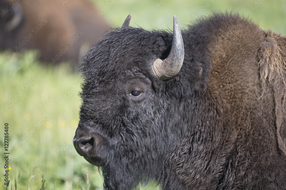 Fototapeta premium Bison in Yellowstone 