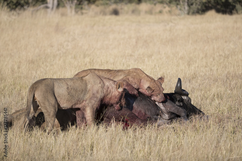 Lions killing old cape buffalo