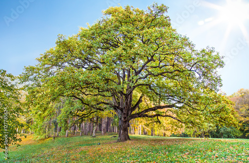 Canvas Print Old lonely oak tree in Serbia.