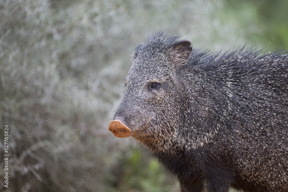 Javalina on Texas Ranch near Rio Grande Valley Javalina on Texas Ranch near Rio Grande Valley