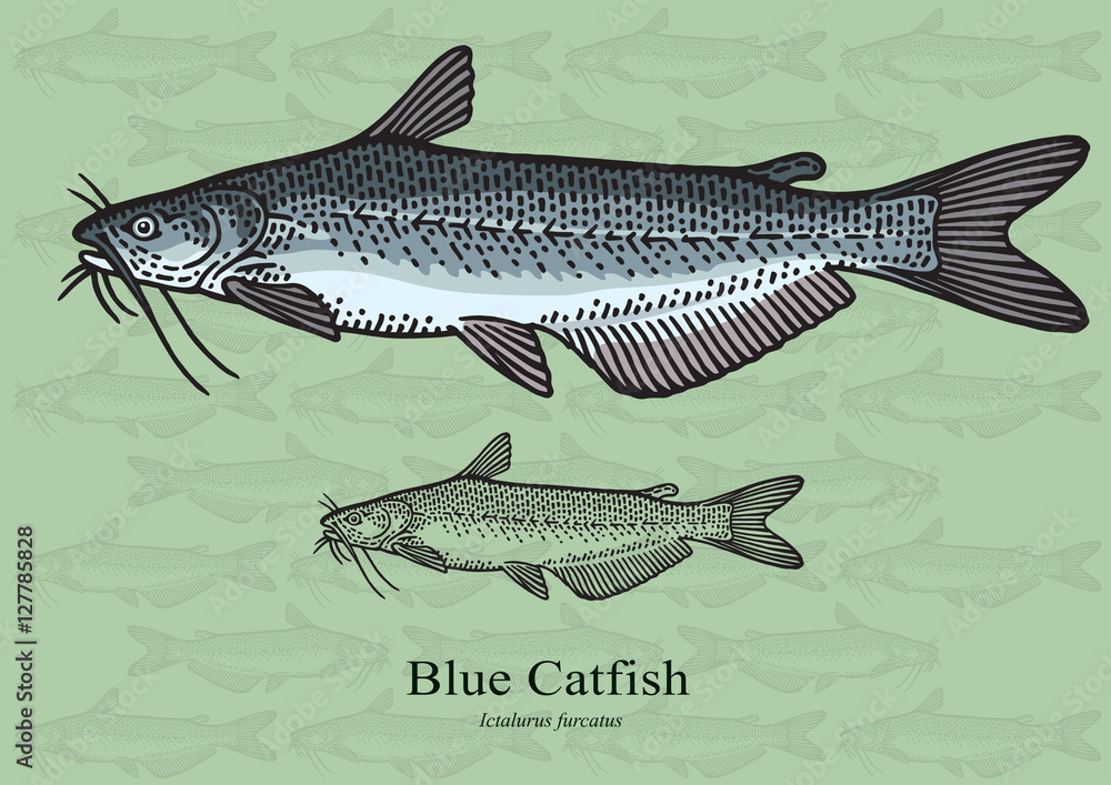 Fototapeta premium Blue Catfish. Vector illustration for artwork in small sizes. Suitable for graphic and packaging design, educational examples, web, etc.