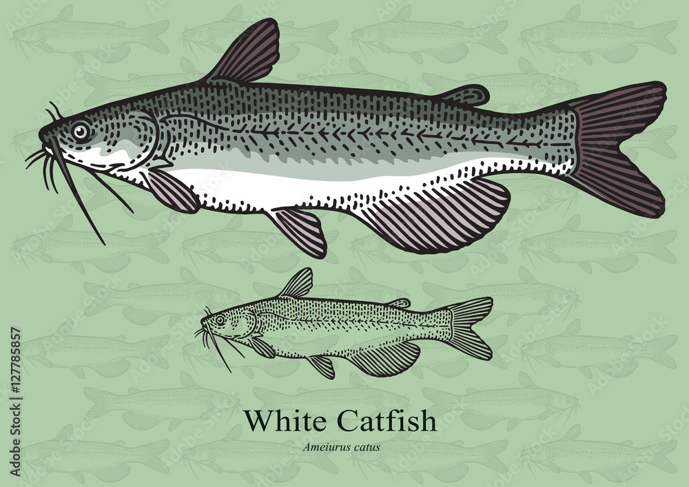 Naklejka premium White Catfish. Vector illustration for artwork in small sizes. Suitable for graphic and packaging design, educational examples, web, etc.