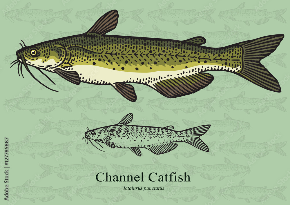 Channel Catfish. Vector illustration for artwork in small sizes ...