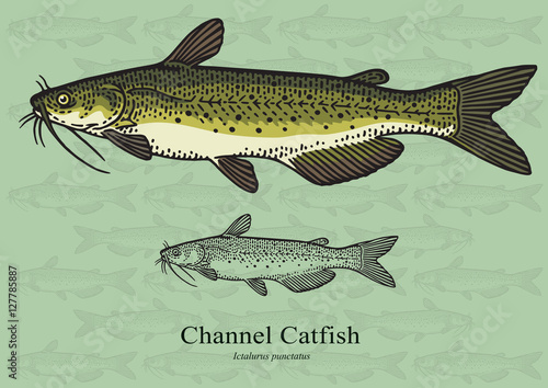 Channel Catfish. Vector illustration for artwork in small sizes. Suitable for graphic and packaging design, educational examples, web, etc.
