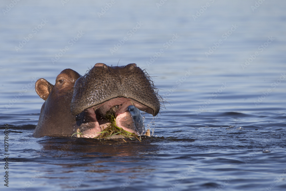 Fototapeta premium Hippo in Chobe River of Botswana