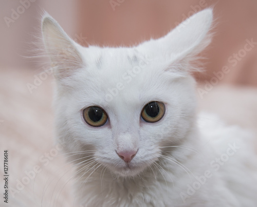 Beautiful white cat sitting on the bed.
