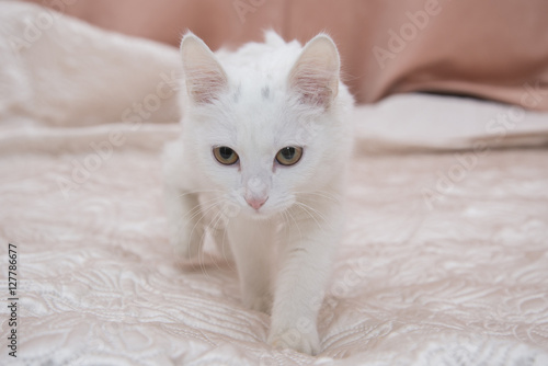 Beautiful white cat sitting on the bed.