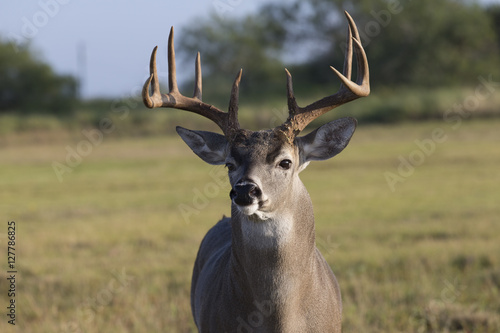 White-tailed Deer in Texas State Park