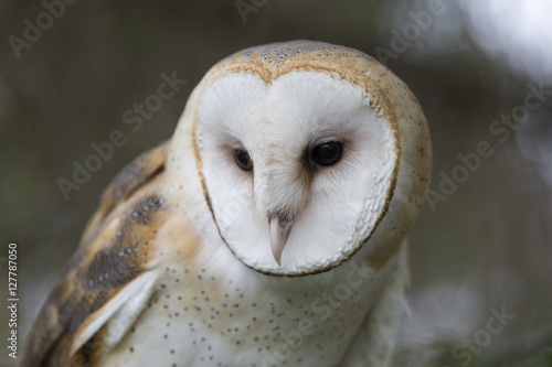 Barn Owl © Dennis Donohue