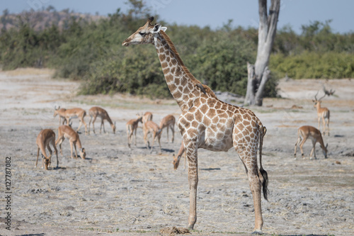 Angolan giraffes, also known as Namibian giraffes in Savuti Area of Botswana Africa