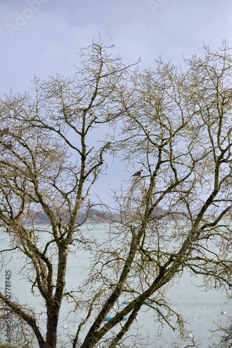 Tree with turtledove on the sea, winter, branches without leaves