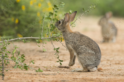 Eastern Cottontail on Texas ranch