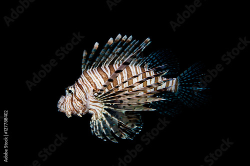 The red lionfish is a venomous coral reef fish © joesayhello