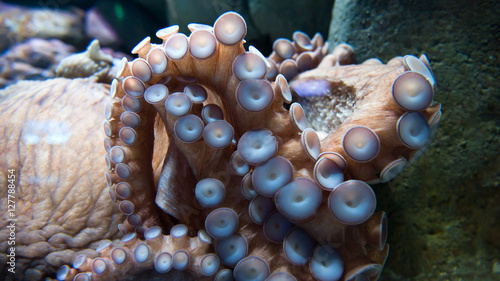 Photography The giant Pacific octopus legs