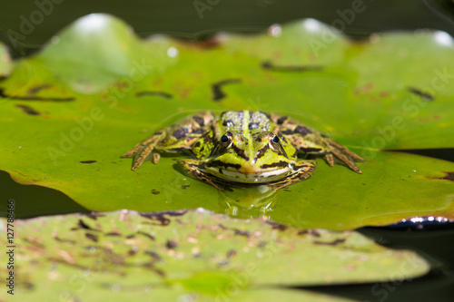 portrait of green frog (Rana esculenta) sitting on a leaf