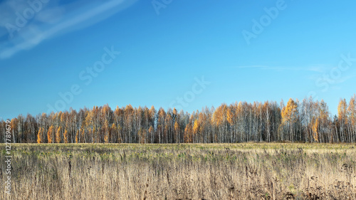 Field with colorful trees on the horizon. Autumn landscape.