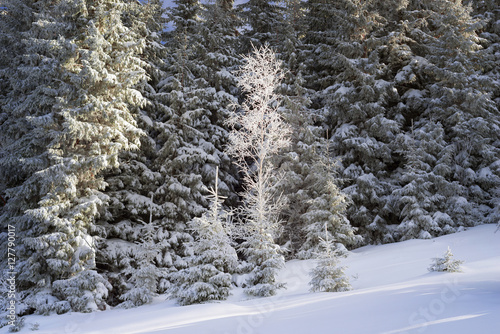 sun and frost in the Carpathians