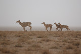 nilgai antelope in the desert little rann of kutch, mating time, little rann of kutch, nature habitat, indian gujarat, indian wildlife, very rare species
