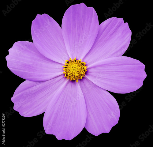 lilac flower Primula.  black isolated background with clipping path. Closeup.  no shadows. yellow center. Nature.