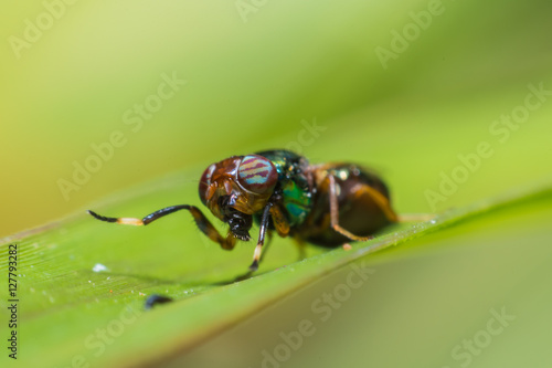 Close up a fly tabanus (Hybornitra tarandina) soft focus macro view © midobun2014