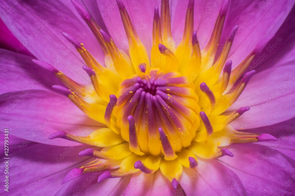 Pink Lotus flower beautiful lotus Macro view. Pink Lotus flower beautiful lotus Macro view.