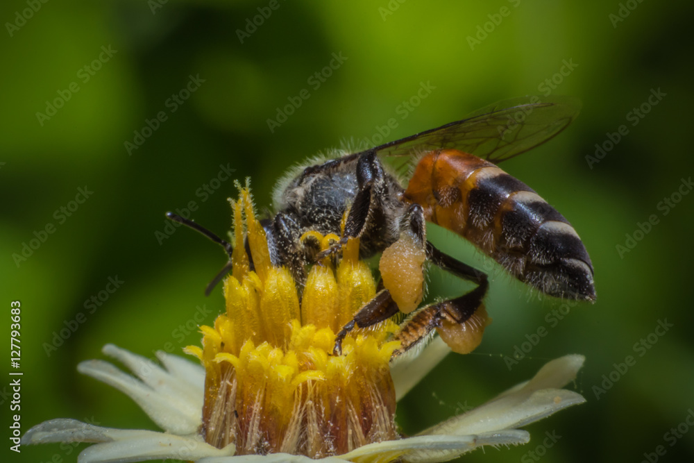 Fototapeta premium Honey Bees Pollinating Clover on yellow flower Macro vie