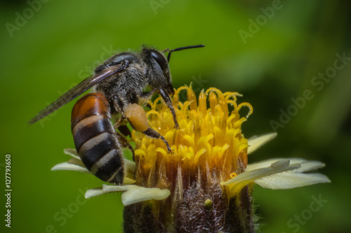 Honey Bees Pollinating Clover on yellow flower Macro vie photo