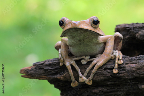 Eared frog © kuritafsheen