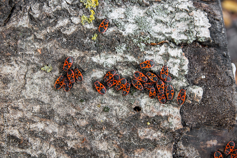 Black and red Firebug or Pyrrhocoris apterus, on a old tree trun Black and red Firebug or Pyrrhocoris apterus, on a old tree trun