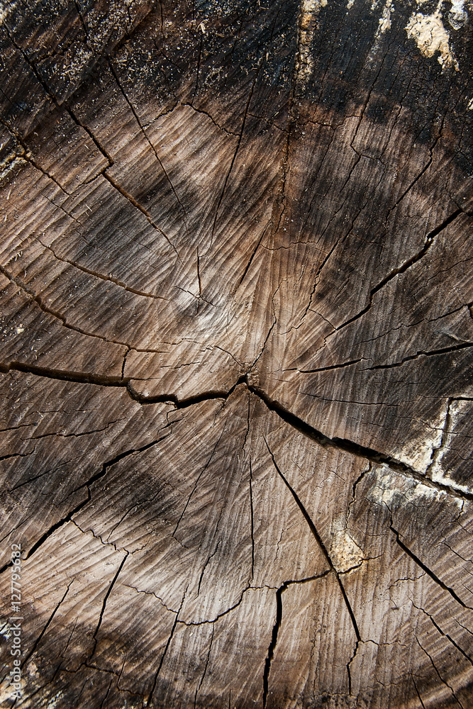 Wood texture of cutted tree trunk. Moss and fungus growing on th Wood texture of cutted tree trunk. Moss and fungus growing on th